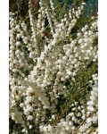 Верес звичайний Валерія | Calluna vulgaris Valeria | Вереск обыкновенный Валерия